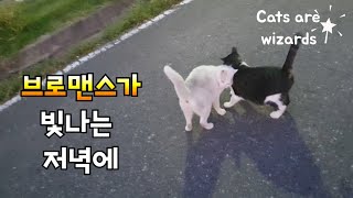 길고양이들의 브로맨스♡