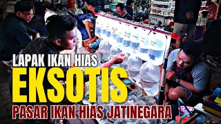 BANYAK IKAN HIAS EKSOTIS DI LAPAK INI !!! UPDATE HARGA IKAN PREDATOR DAN TANKMATE DI JATINEGARA