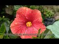 wholesale and retail tropical hibiscus 🌺 american hibiscus 🌺 plant kolkata nursery 9062334424