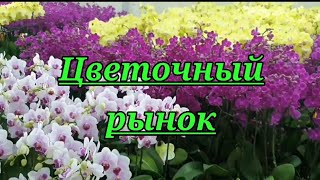 Цветочный рынок.Орхидеи,суккуленты,и так далее....