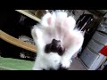 猫～肉球見てたら「何すんのよ～」と言われた。　cat accuses me of checking paws