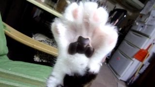 猫～肉球見てたら「何すんのよ～」と言われた。　Cat Accuses Me Of Checking Paws