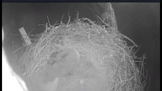 Excel/Fort St Vrain Eagles~Ma Lays First Egg💕🥚Both Cam Views_2/22/25