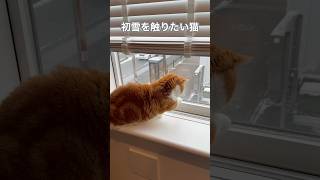 雪を触りたい猫さん