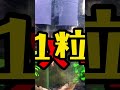 【閲覧注意】水槽を立ち上げたのだが…【ミズミミズ大発生】 shorts