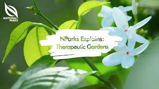 NParks Explains: Therapeutic Gardens