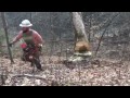 cutting some poplar