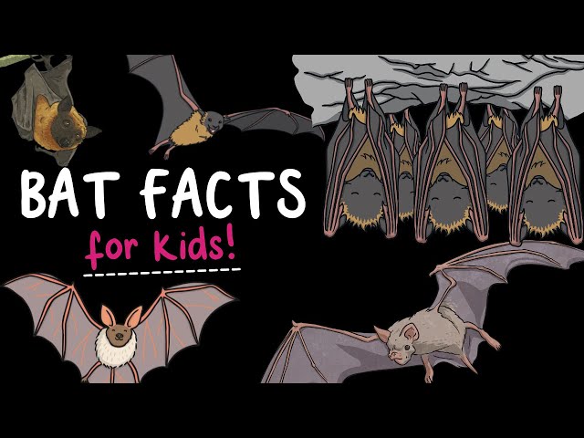 5 Fun Facts About Bats Are Bats Fl English Esl Video Lessons