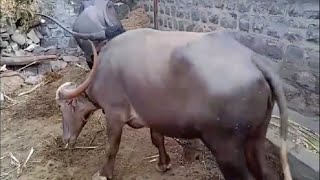 Only gawli Pandharpuri buffalo Part 14