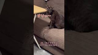 マタタビ中毒猫 #shorts #cat