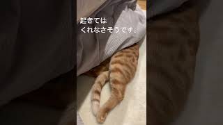 【トラタの生活】人間のように爆睡するねこが可愛い #cat #トラちゃん #ねこ #とら