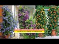 54 Best Flowering Vines and Climbers to Grow in Garden & Containers