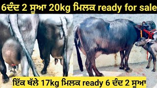 20kg#ਮਿਲਕ ready 6 ਦੰਦ 2 ਸੂਆ#17kg ਮਿਲਕ ready 6 ਦੰਦ 2 ਸੂਆ! HLDB ਦੇ ਰਿਕਾਰਡ ਨਾਲ ਖਰੀਦੋ 2 ਝੋਟੀਆਂ!!