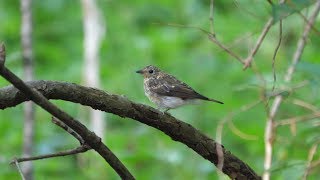 河口湖フィールドセンターのキビタキ（幼鳥）の水浴び　その２７（4K60P動画）