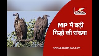 Panna : MP में बढ़ी गिद्धों की संख्या