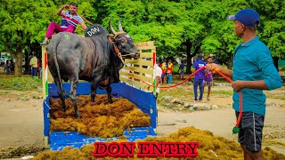 ஆக்ரோஷமாக வரும் காளை செம்ம கெத்து