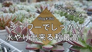 【Vlog360】【多肉植物】シャワーでしっかり水やり出来る秋最高💙💙【ダニ予防にも】