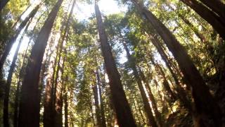Muir Woods National Park  Guided Tour Video