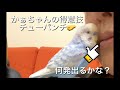 vol.224『飼い主と楽しく過ごすインコ』セキセイインコのサクちゃん