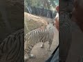 royel bengal tiger 🐯 bangladesh.🇧🇩🇧🇩🇧🇩 tiger wildlife animals bigcat youtubeshortsfeature