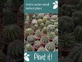 Astro cactus small IP14 - plant it