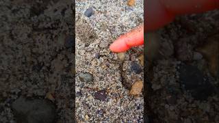 Menemukan Millipede besar didalam pasir #shortvideo