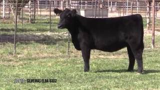 Lot 10 Silveiras Elba 6302