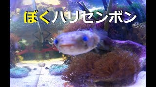 【海水水槽】青い瞳のハリセンボン！