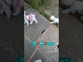 【お散歩】早朝5時散歩　 マルチーズ　 マルチーズのポポ　 ミックス犬　 ヨープー　 ヨープーのチョコ　 マルポメ　 マルポメのラテ　 可愛い 　 暑い　 お散歩　 いぬのきもち