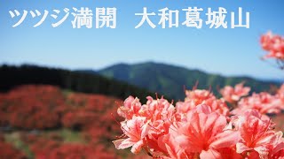 ツツジ満開【大和葛城山】