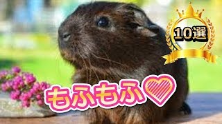 世界で最も可愛い動物・生物たちを萌がランキングにしてみました♡【30位～21位】