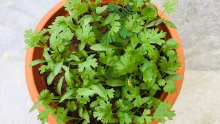 Easy way to grow Coriander at home|| ఇంట్లోనే ఇలా ఈజీగా కొత్తిమీర పెంచుకోవచ్చు