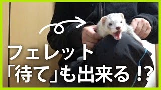 お散歩に行きたくて「待て」しちゃうフェレットｗ #172