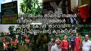 നൂറിൽപരം താമരയിനങ്ങൾ | വിദേശ ഫലവൃക്ഷങ്ങൾ  |മുയൽ |കോഴി |താറാവ് | ഗപ്പി | 3ഡി പോട്ട് | ഒരു കുടക്കീഴിൽ