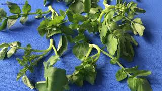 Fresh Watercress (Nasturtium officinale) Vegetable #watercress 💦🍃🌿