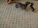 dachshand vs. chihuahua