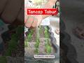 Semudah ini budidaya Sansivera hybrid || Snake Plant Propagation #sansevieria #sansivera