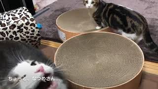 猫壱のバリバリボウルXLサイズを購入しました