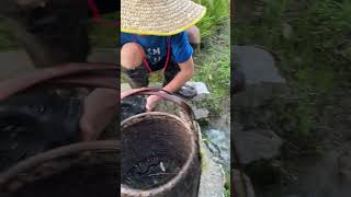 稻田旁边的水沟好多泥鳅The ditch next to the rice field is full of loaches.  #户外捕鱼 #fishing #fish #農村生活  #农村生活