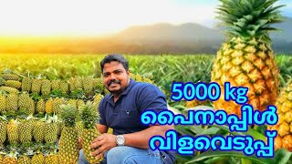 5000 kg പൈനാപ്പിൾ വിളവെടുപ്പ്.