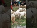 chamrajpet bakraeid sheep bangalore karnataka sheep bakraeid bakra youtube shorts youtubeshorts