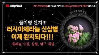 불치병! 러시아제라늄 신상병 완치???