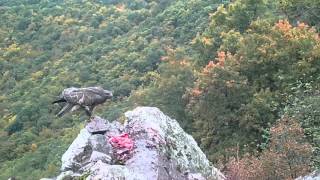 Kolkrabe, Mäusebussard, Rabenkrähe am Aas. Eifel bei Dohr  6.10.2015