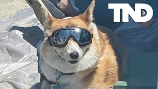 Hundreds of Corgis takeover Oregon Beach for annual beach day