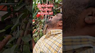 இவ்ளோ பெரிய கரும்பா #shorts #shortsfeed #trending #கரும்பு #sugarcane #பெரியகரும்பு #amazing