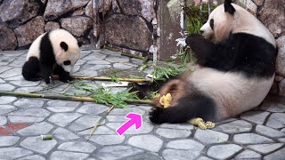 アドベンチャーワールド良浜🐼団子座布団その場でも👩豪快ママの子育て見守りシーン