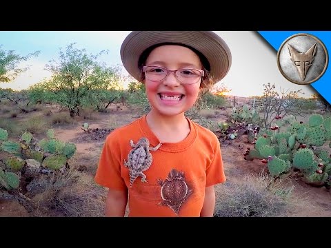 Horned Lizards in Our Backyard! Horned Lizards in Our Backyard!