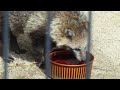 水を飲むおばあさんたぬき【京都市動物園】