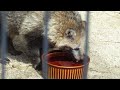 水を飲むおばあさんたぬき【京都市動物園】