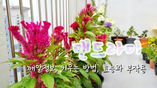 맨드라미 키우기 (성장과정, 꽃말, 키우는 방법, 효능과 부작용)